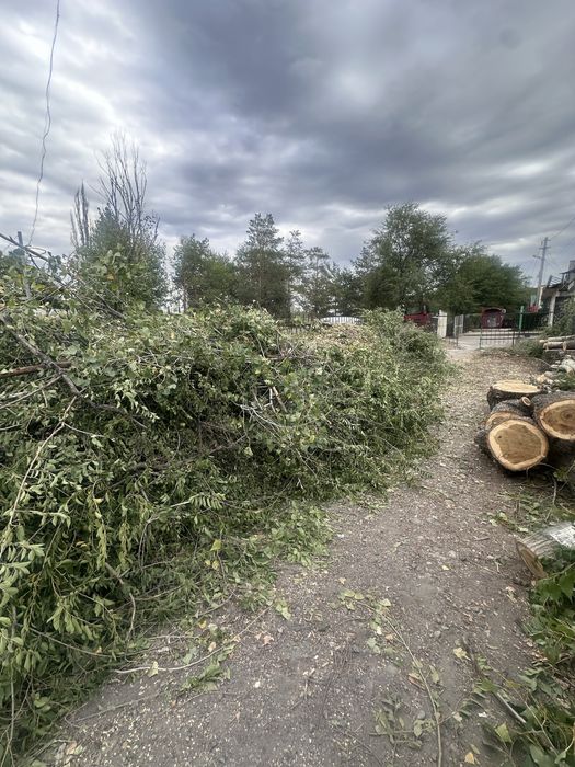 Продам дрова свежопилинные