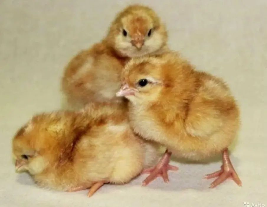 Суточные цыплята Ломан Браун