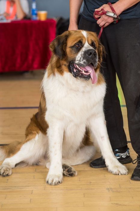 Московская сторожевая