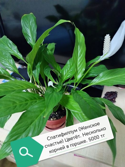 Продам комнатные цветы от 2500 тг