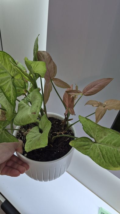 Сингониум. Спатифиллум