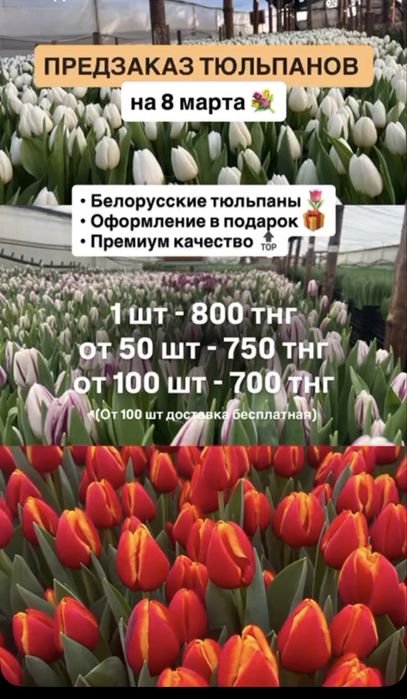 Тюльпаны к 8 марта! Множество разновидностей , премиум класса!