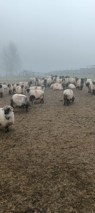 Oi rasă țurcană de vânzare