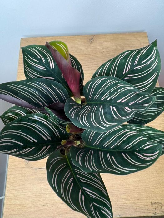 Калатея орната свежее растение