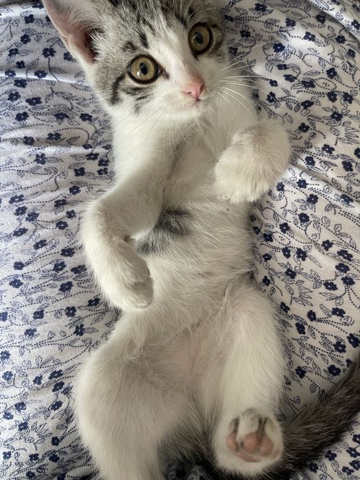 Отдам котенка в добрые руки