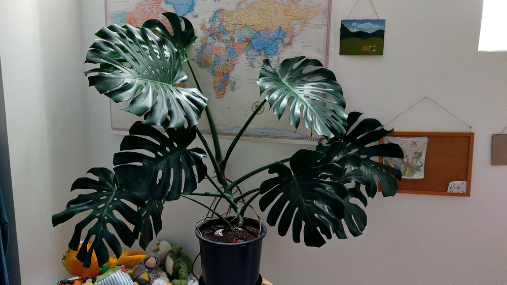 Филадендрон, голямо растение