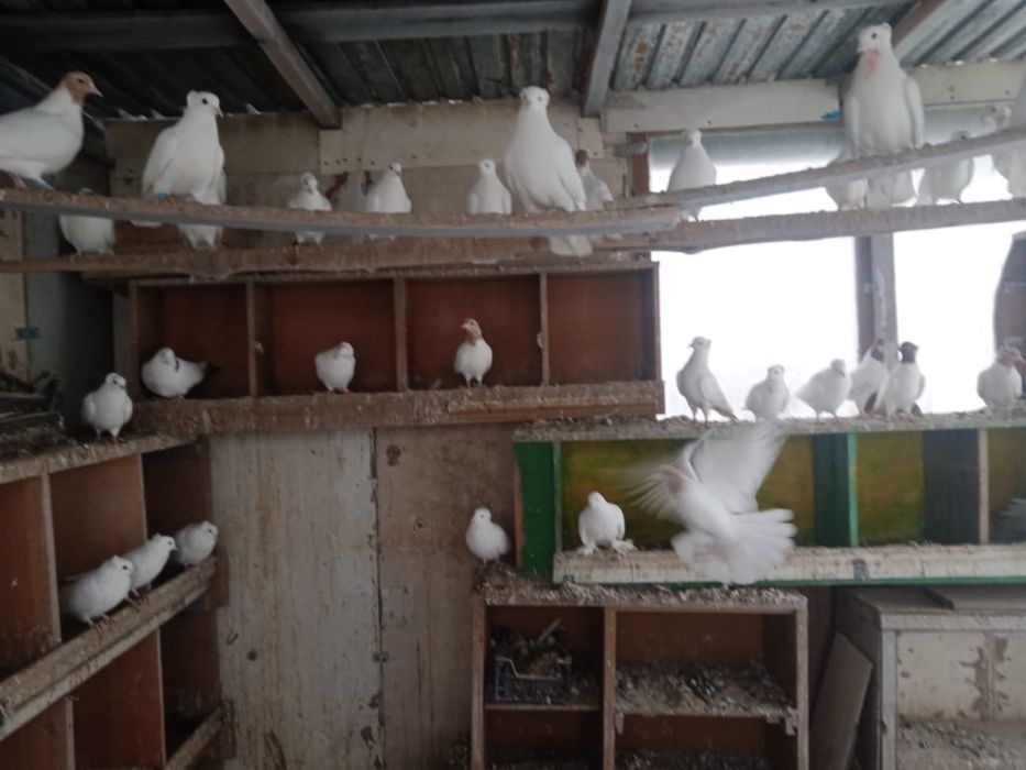 Продам голубей бакинцев