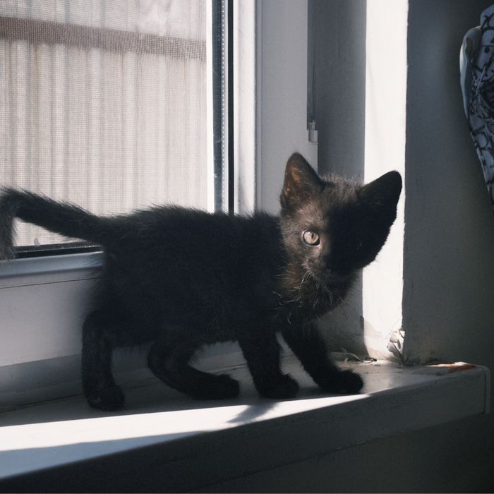 Шотландский Черный котенок