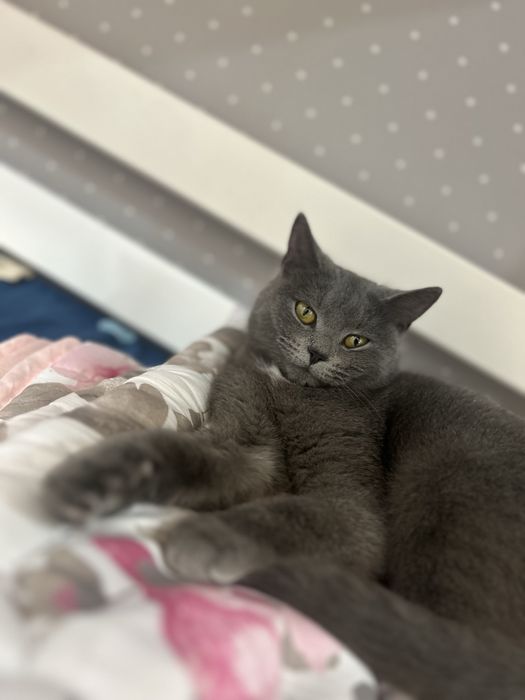 Отдам кошку в хорошие руки