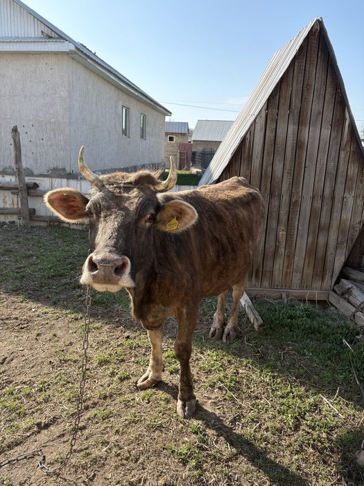 Семіз сиыр сатылады