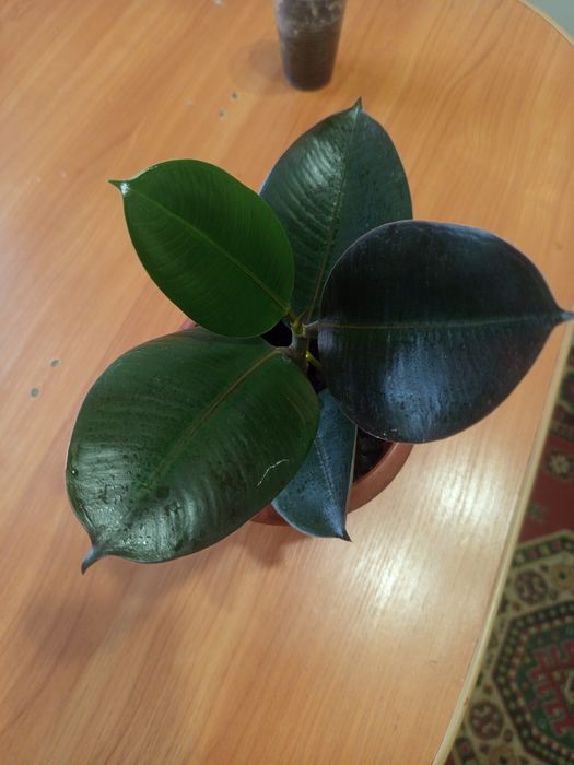 Фикус каучуконосный