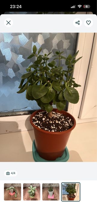 продам комнатный каланхоэ