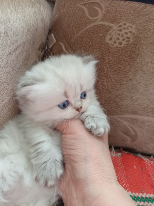 Британские котята