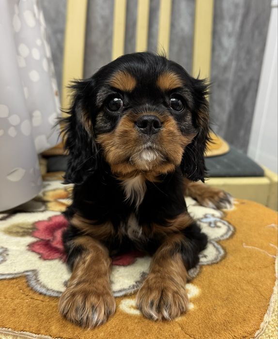 Кавалер чарльз кинг спаниель девочка