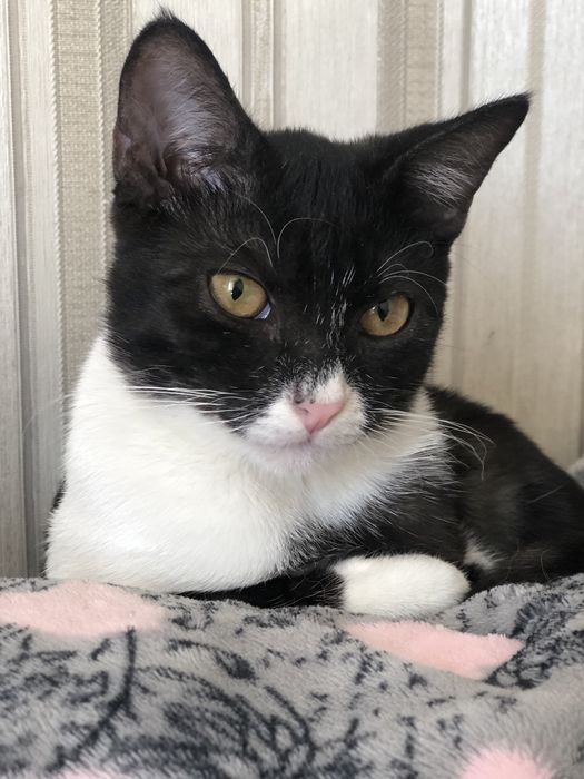 Котенок бесплатно в добрые руки