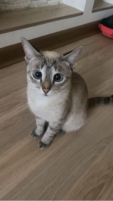Отдам кошку тайскую