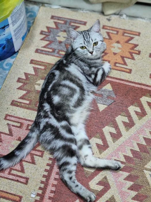 шотландские котята, вислоушки, остроушки