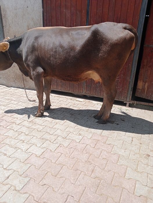 vand vaca de fatat