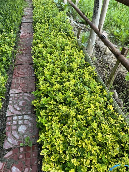 Бересклет оптом