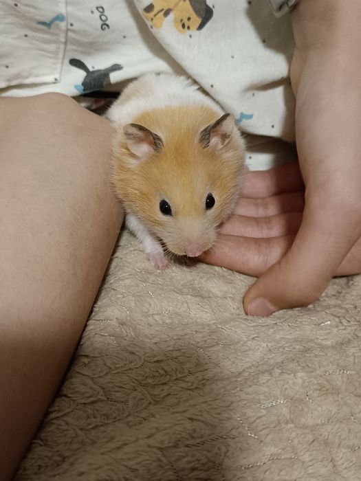 Продам хомяка, девочка