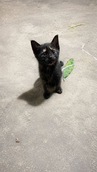 Котенок домашний