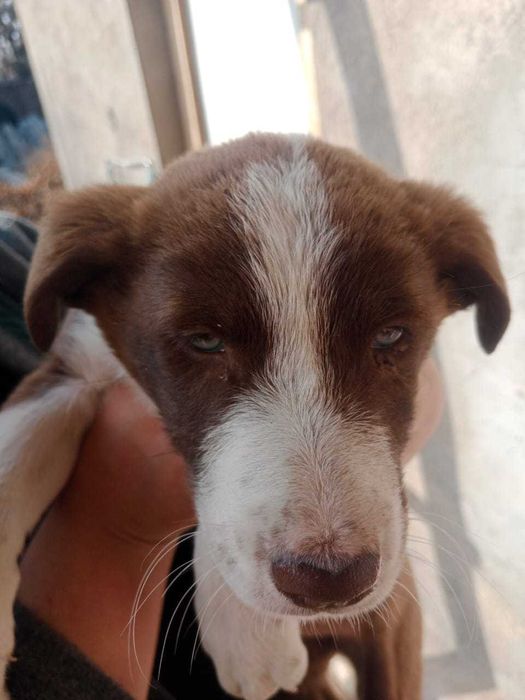 В добрые руки щенок девочка