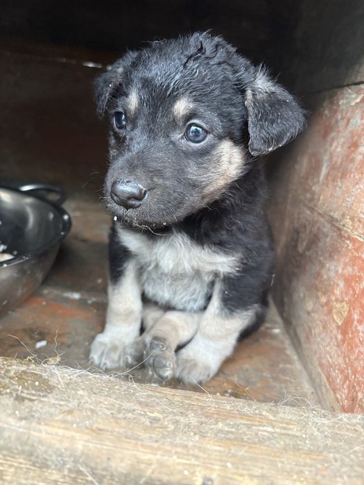 Срочно нужно щенку дом