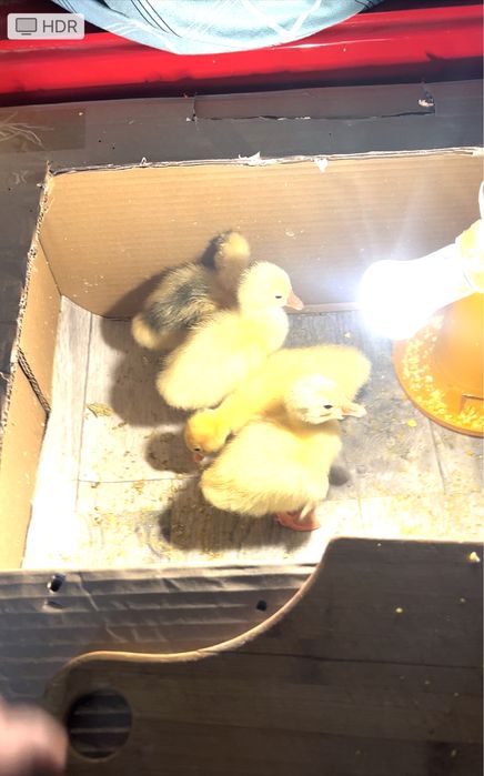 Гусята   Линда.