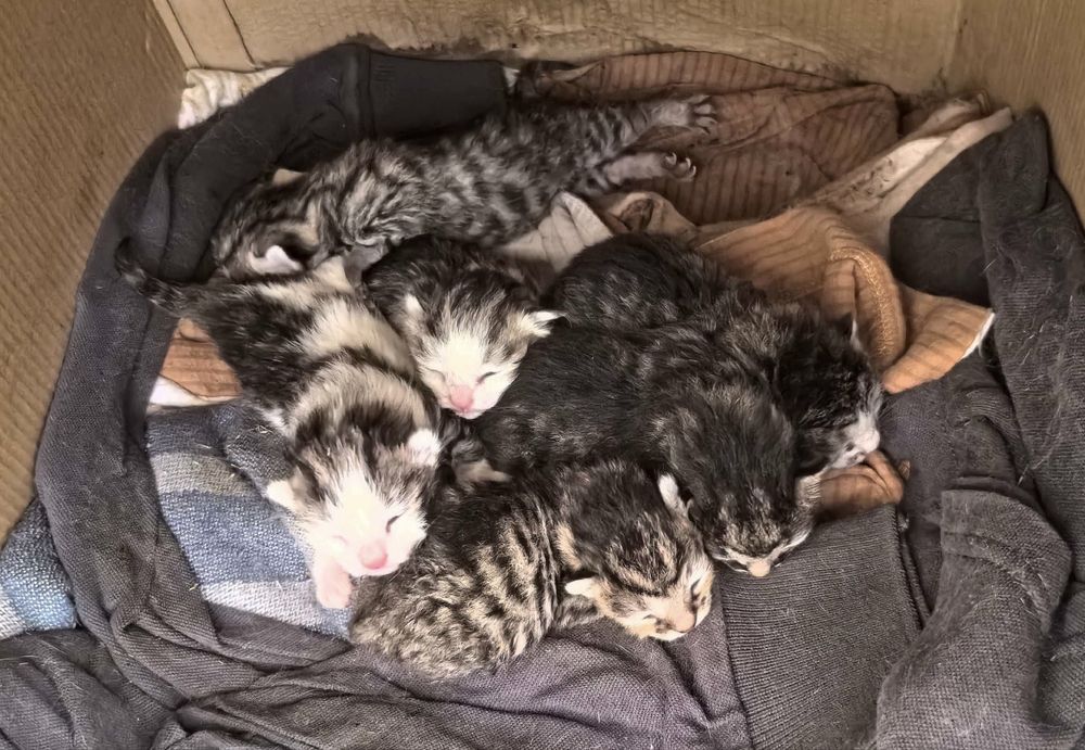 Котята в добрые руки бесплатно. Родились в 19 апреля 26г.