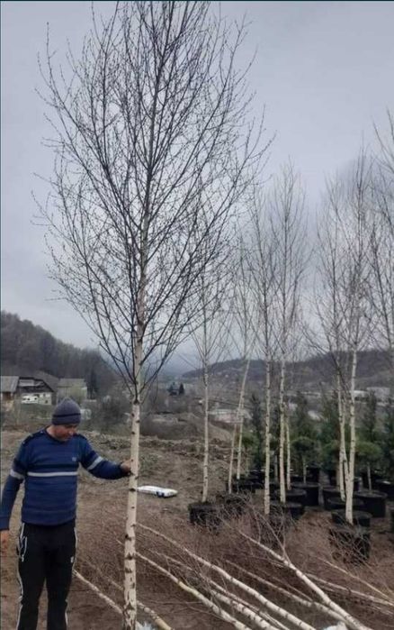 Mesteacăn decorativ platan paltin