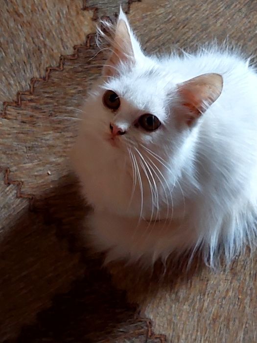 Отдам котят за фрукты 1 кг.