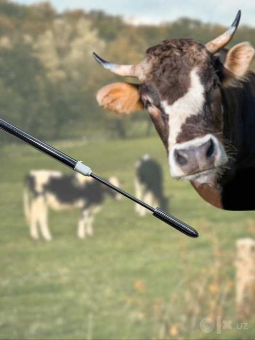 Veterinar yelin kateteri sut chiqarish uchun