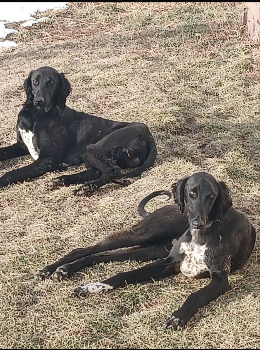 Продается собака тазы