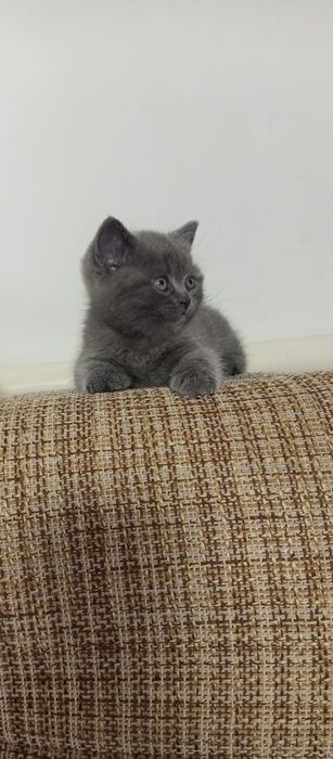 Котятки ищут дом