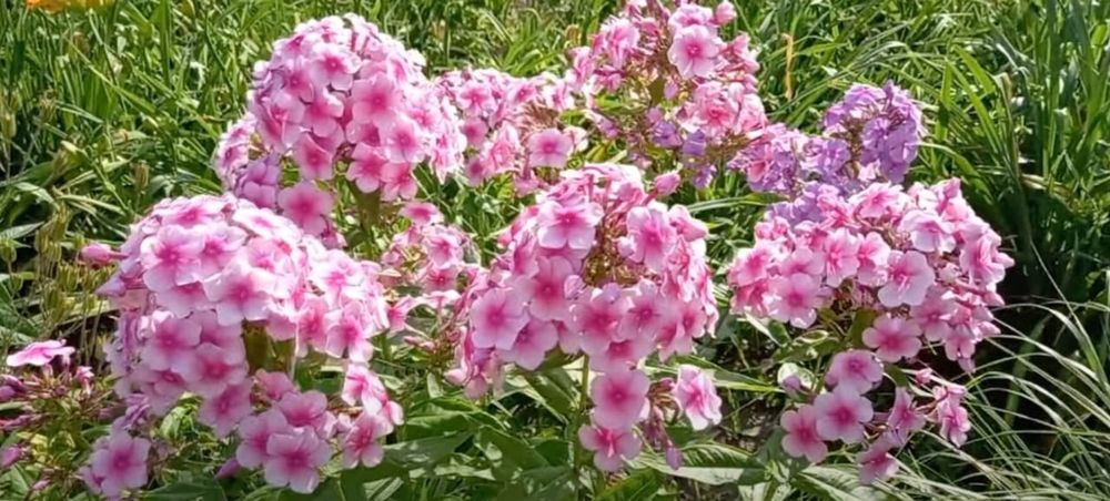 Продам многолетние цветы и кустарники