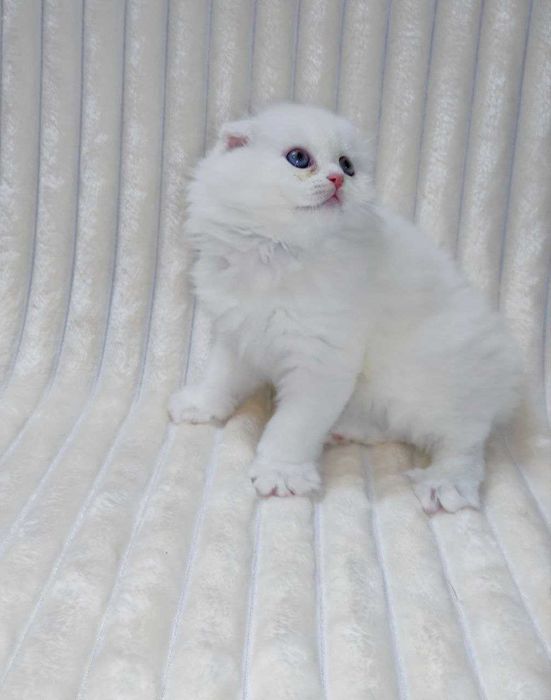 Продается шикарный белоснежный котенок мальчик