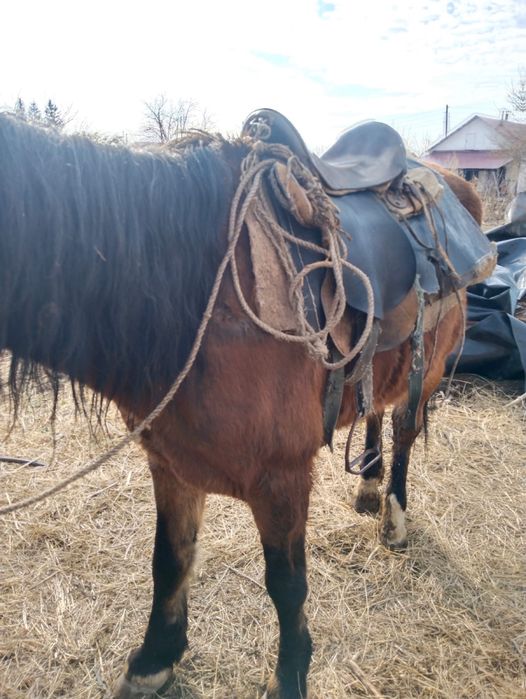 Ат сатам жасы 10 да сограда тур