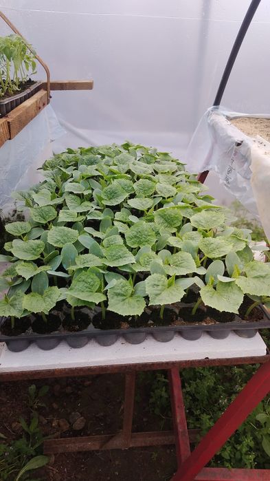 Răsaduri de roșii si castraveti– Drăgășani