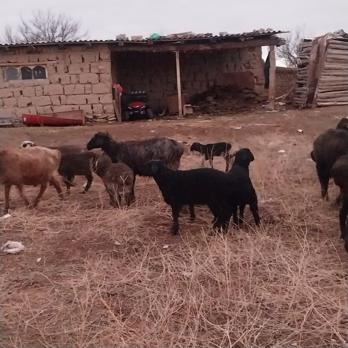 Малл Сатылады...