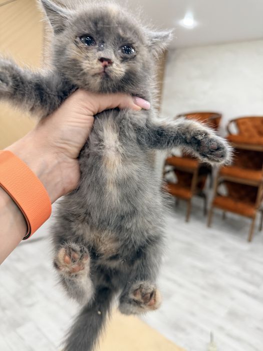 Отдам котят в добрые руки