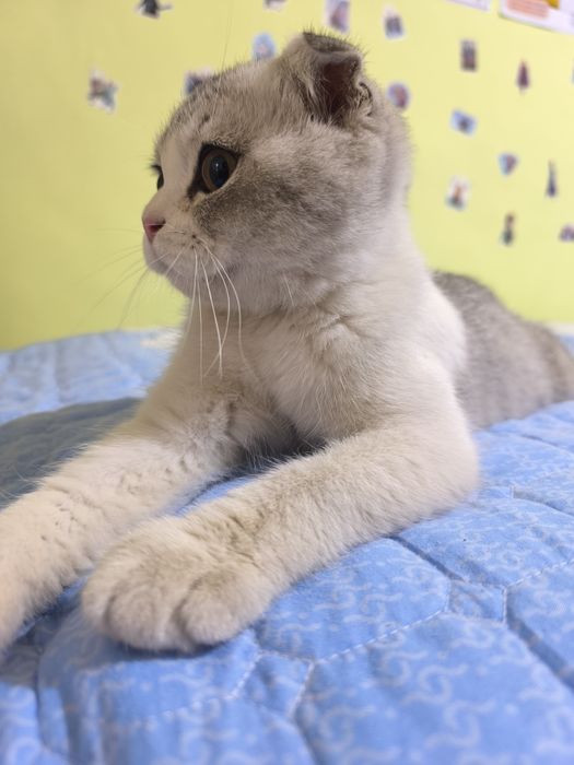 Продаётся котенок Scotish fold вислоухий