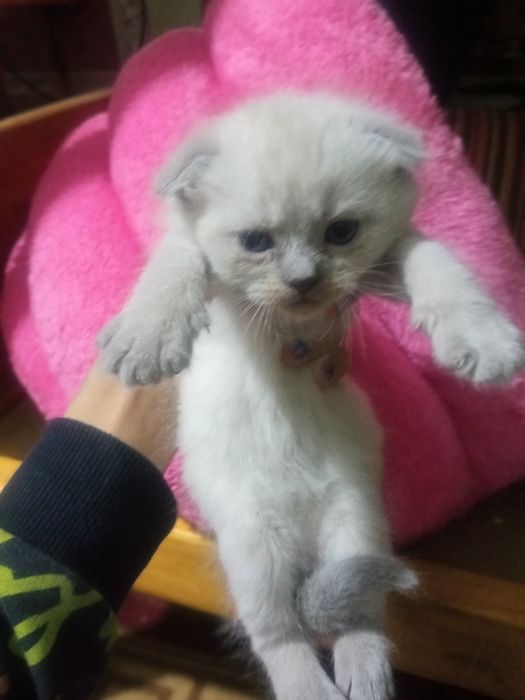 Продаются шикарные чиста кровные шатланские  катята фолды и страйты