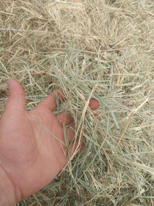 Майда шөп свежий.