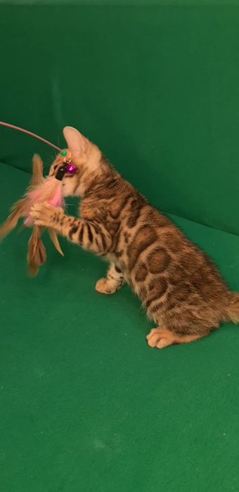 Бенгалы шоу класса под резерв!