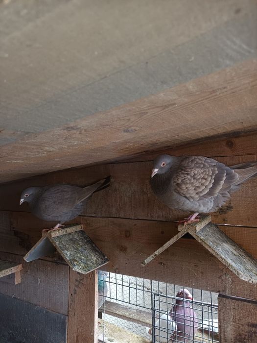 Porumbei meulemans trenton