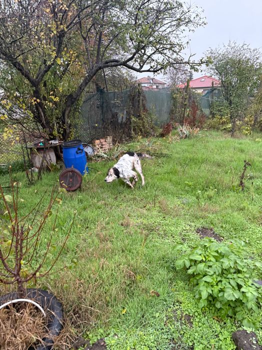 Ловно куче сетер