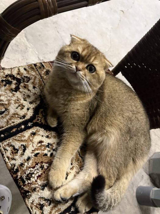 Вязка Британская золотая шиншилла