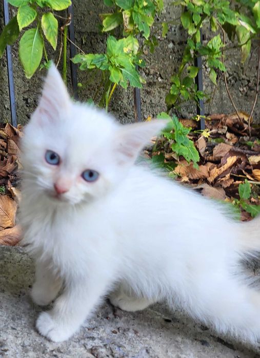 Котята бесплатно котенок