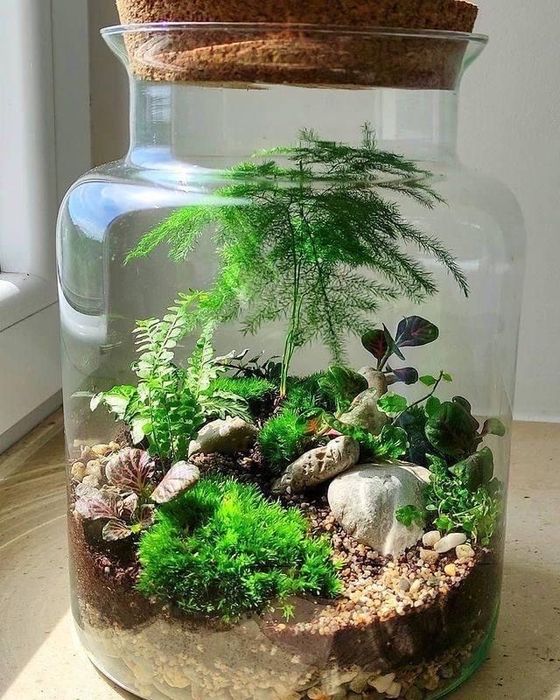 Флорариум|florarium