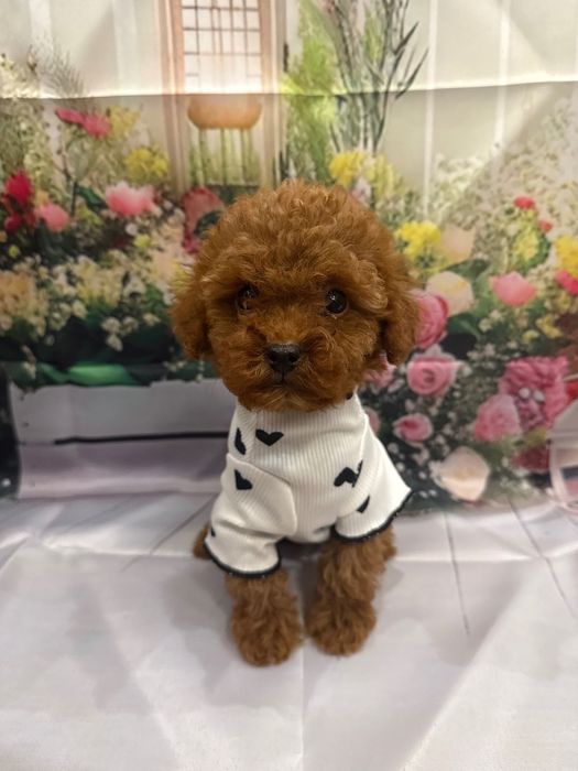 Той пудел момче и момиче